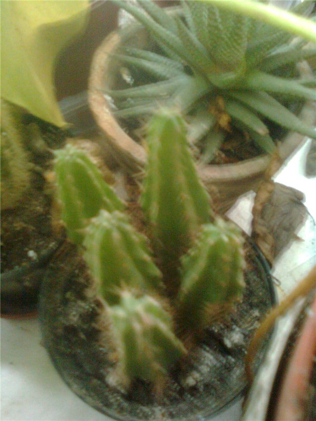 mali cereus